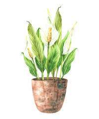 Watercolor home plant potted. Tropical green leaves with buds and white flowers in rustic clay pot. Anthurium exotic Interior houseplants. Watercolor hand drawn illustration. Isolated from background 