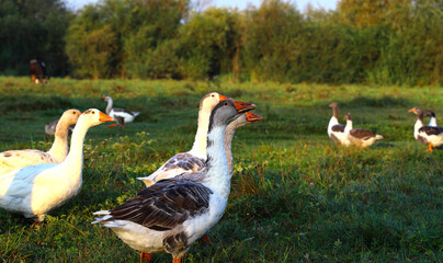 A family of domestic geese graze on a green meadow. A flock of domestic geese walks through the field. Eco-farm food, world food crisis.