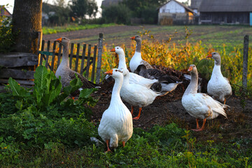 A family of domestic geese graze on a green meadow. A flock of domestic geese walks through the field. Eco-farm food, world food crisis.