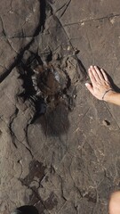 pegada fossilizada de dinossaruo em nioaque, mato grosso do sul 