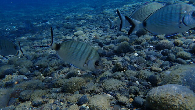 White seabream or sargo (Diplodus sargus) undersea, Aegean Sea, Greece, Santorini island, Kamari beach