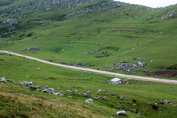 The green grasslands and lush green grass are beautiful.