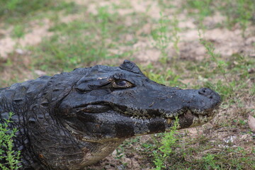 jacaré do pantanal em barão de melgaço