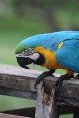 araras coloridas no pantanal