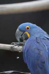 close de arara azul no pantanal de mato grosso 