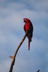 arara vermelha em galho de árvore contra céu azul 