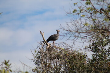 ave fotografada em passeio de barco no pantanal 