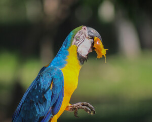 arara colorida no pantanal 