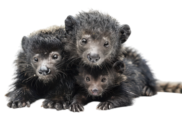 Three adorable olingo siblings cuddling together on a soft surface in a cozy indoor setting on transparent background