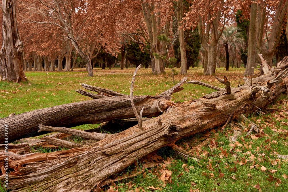 Wall mural fallen tree in a forest in autumn