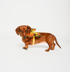 beagle puppy on white