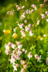 The Bladder Campion with green background,