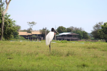 tuiuiu, ave simbolo do pantanal brasileiro 