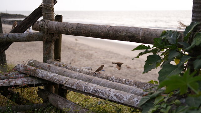 wooden fence