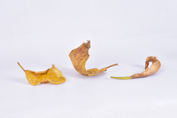 Fototapeta premium Dry leaves or dead leaves on isolated white background, brown leaves