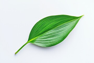 Obraz premium A single vibrant green lily of the valley leaf with detailed veins, isolated on white.