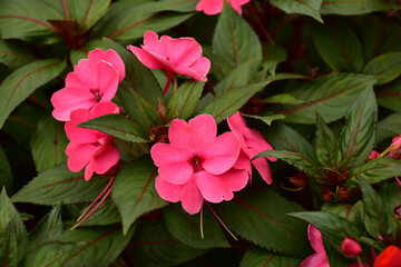 A bush of pink flower intterspersed with green leaver