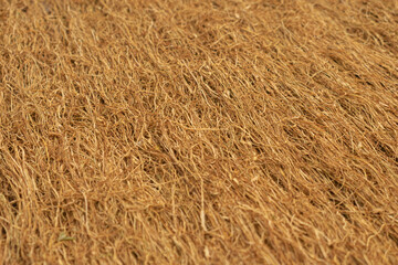 The process of drying chopped tobacco leaves. A close-up of a piece of dried tobacco leaf. The main ingredient for cigarette products.