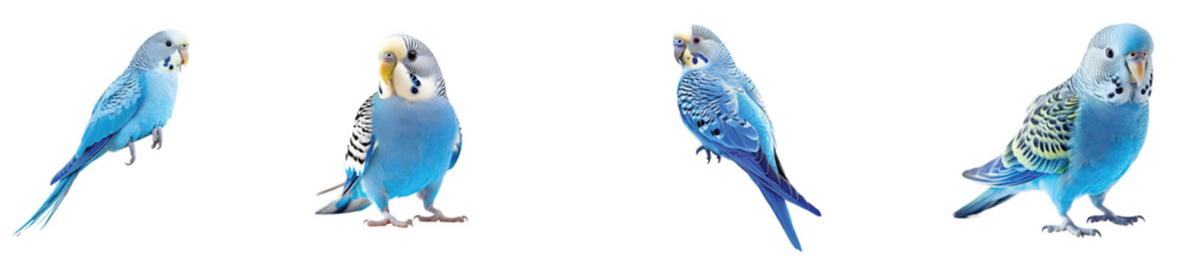 Blue budgerigar bird PNG collection, cute parakeet pet poses, realistic feathered budgie clipart for design isolated on Transparent Background