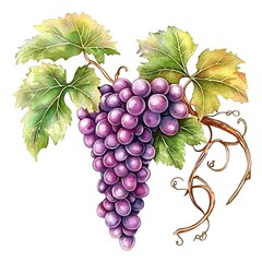 Obraz premium Watercolor Illustration of a Single Bunch of Purple Grapes with Vine and Leaves.