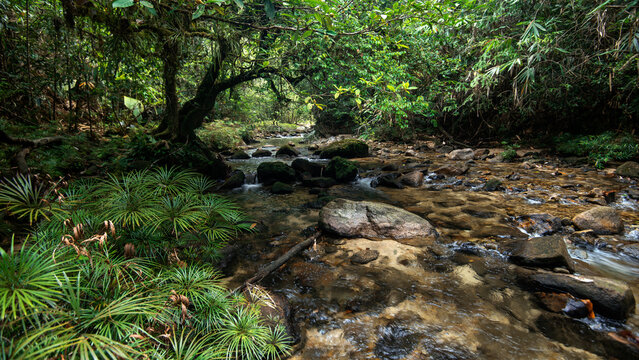 A tranquil scene of a meandering river flowing through a lush, green forest. The water is clear and shallow, revealing smooth rocks and pebbles beneath the surface. 