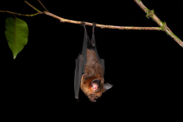 Bat Hanging Upside Down on a Branch