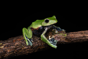 Rhacophorus norhayatii, the orange-sided whipping frog, Norhayati's gliding frog, or Wallace's orange-sided tree frog, is a species of frog in the family Rhacophoridae. It has been observed in Malaysi