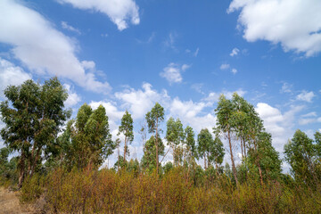 Obraz premium A serene eucalyptus forest in Alentejo, Portugal, bathed in soft golden sunlight. Tall trees create a peaceful, natural landscape, perfect for nature and travel-themed projects.