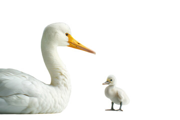 Fototapeta premium A graceful adult swan and its fluffy cygnet interact peacefully against a simple background in soft lighting on transparent background