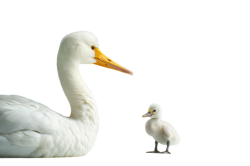 A graceful adult swan and its fluffy cygnet interact peacefully against a simple background in soft lighting on transparent background