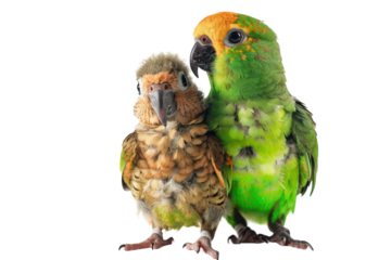 Two colorful parrots posing together against a white backdrop, showcasing vibrant feathers and unique characteristics on a sunny day on transparent background
