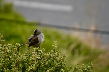 Small bird preening its feathers while perched on a green bush