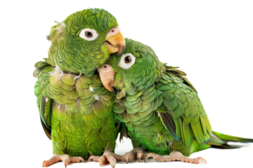 Two green parrots cuddling closely on a white background, displaying affection and companionship on transparent background