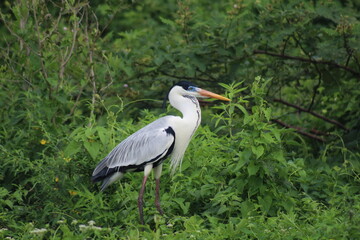 garça moura no pantanal 