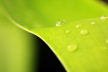 Fresh Green Leaf with Water Droplets Close-Up