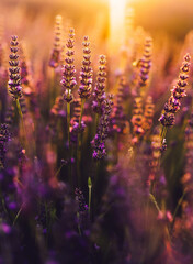Close up view of blooming purple lavender in Provence sight countryside, rural cultivation of aromatic herbs in farmlands, violet flowers growing in rows during summer, close to beautiful nature