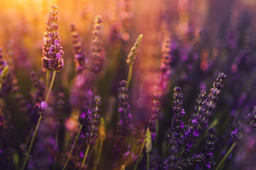 Close up view of blooming purple lavender in Provence sight countryside, rural cultivation of aromatic herbs in farmlands, violet flowers growing in rows during summer, close to beautiful nature