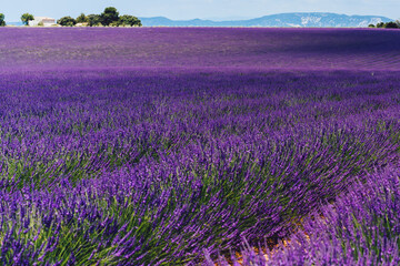 Naklejka premium Scenic view of blooming purple lavender fields in Provence sight countryside, beautiful nature landscape of rural farmlands of agronomy, violet breathtaking flowers growing in rows during summer