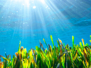Dark blue ocean surface seen from underwater. Abstract waves underwater and rays of sunlight...