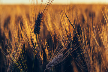 Fototapeta premium Ripening ears of wheat field at golden sunlight. Rich harvest Concept, cultivation of ecological organic food. Cereal grain which is a worldwide staple food, Rural Farming agriculture under sunlight