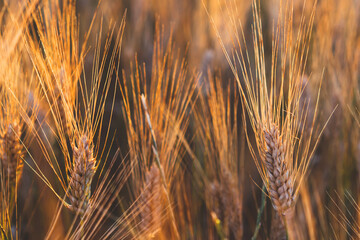 Ripening ears of wheat field at golden sunlight. Rich harvest Concept, cultivation of ecological...