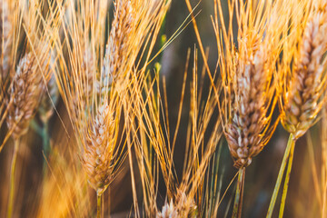 Ripening ears of wheat field at golden sunlight. Rich harvest Concept, cultivation of ecological...