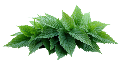 nettle isolated on white background
