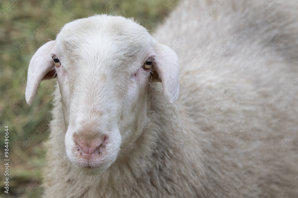 Wall mural portrait of a sheep posing on a farm