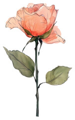 PNG Rose art illustrated blossom.