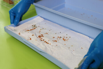 People take care of and play with budgies of the 