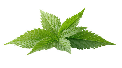 green nettle isolated on white background