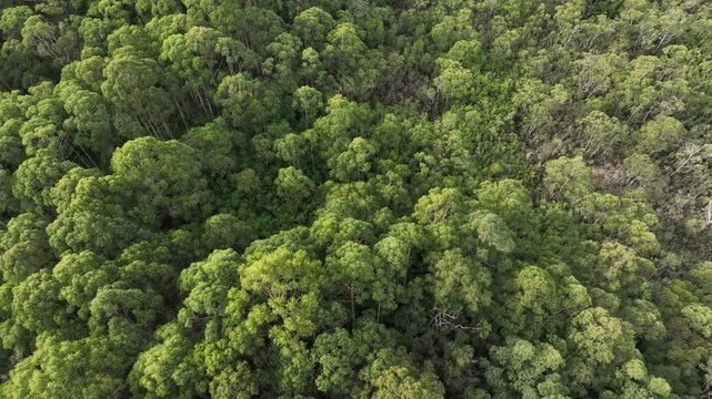 beautiful gum Trees and shrubs in the Australian bush forest. Gumtrees and native plants growing in Australia in spring