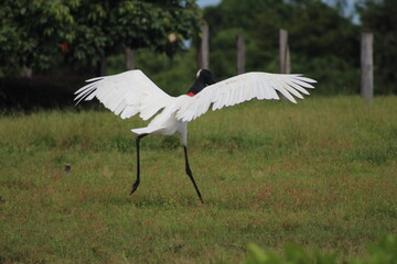 tuiuiu, ave símbolo do pantanal