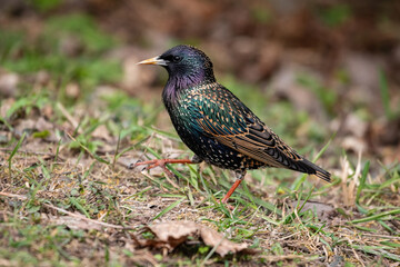 Common starling (Sturnus vulgaris)